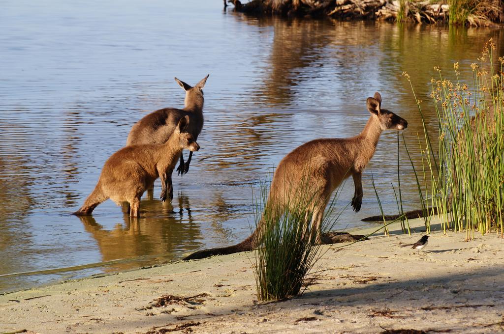 Nrma Myall Shores Holiday Park Bulahdelah Bagian luar foto